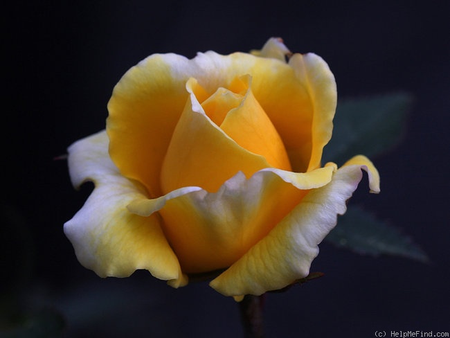 'Aberlady™' rose photo