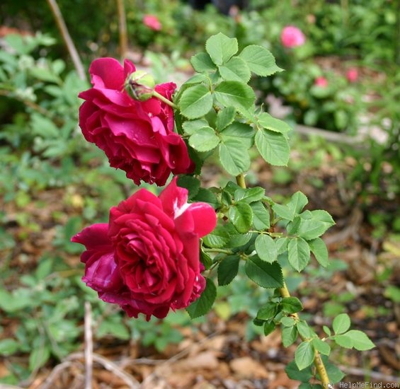 'Duke of Edinburgh (hybrid perpetual, Paul, 1868)' rose photo