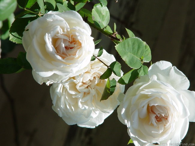 'Sombreuil (LCl, Unknown circa 1940)' rose photo
