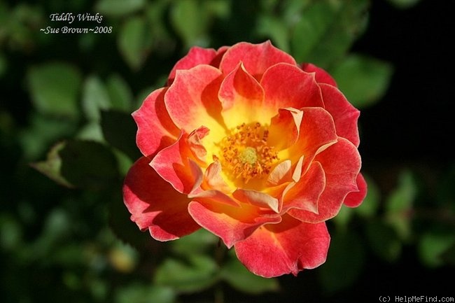 'Tiddly Winks ™' rose photo