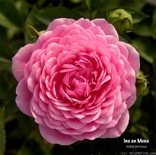 'Ina an' Mona' rose photo