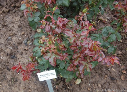 'Königin Beatrix ®' rose photo