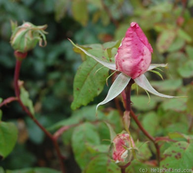 'Dora Hansen' rose photo