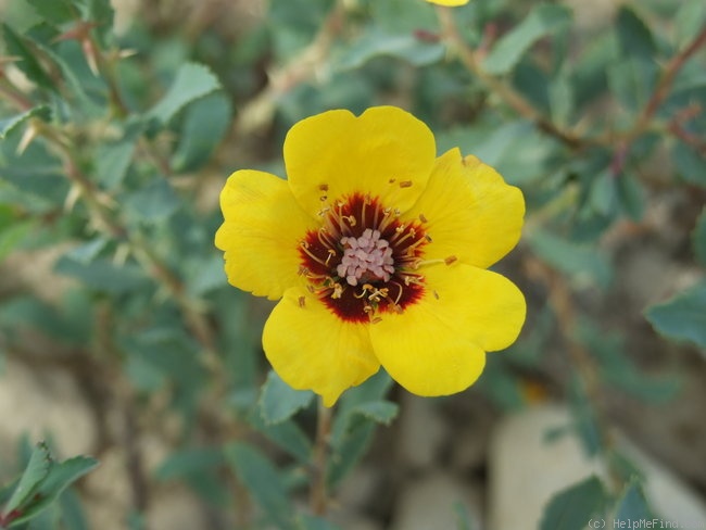'<I>Hulthemia persica</I>' rose photo