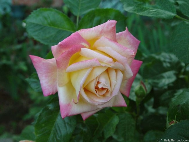 'Hisami' rose photo