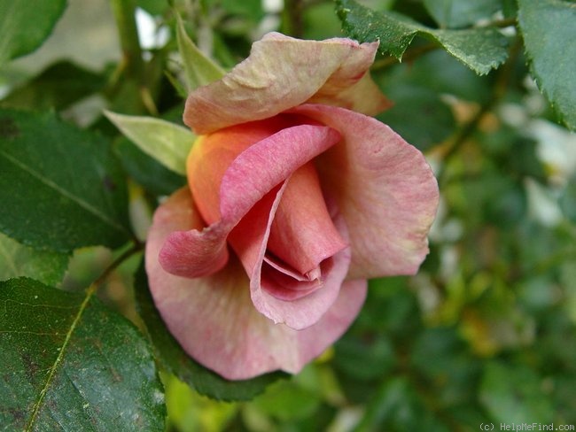 'Spiced Coffee (Hybrid Tea, McGredy, 1985)' rose, click to enlarge 'Spiced Coffee (Hybrid Tea, McGredy, 1985)' rose photo