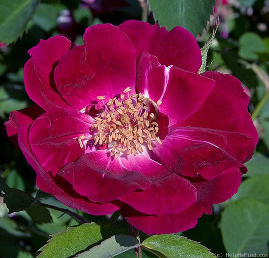 'Gloire de Rosomène' rose photo