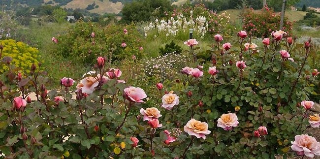 'Cass's Garden With Roses'  photo