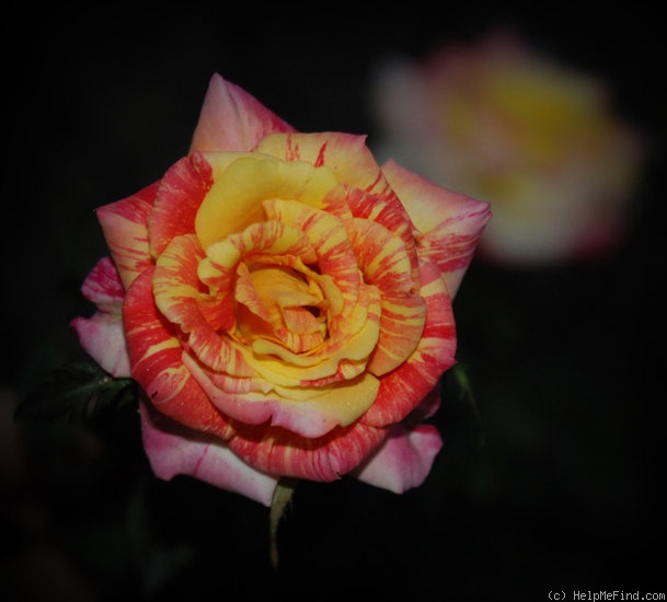'Phoenix Rising' rose photo