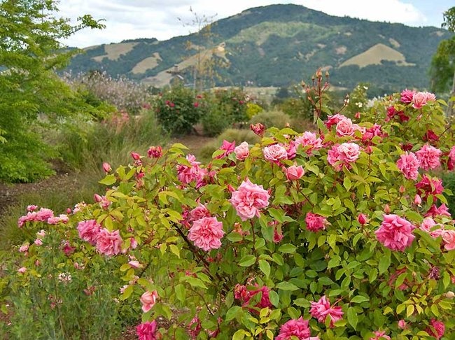 'Cass's Garden With Roses'  photo