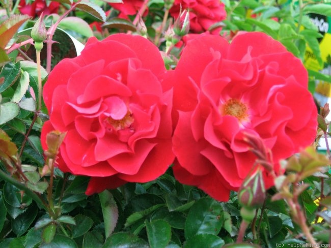 'Red Ribbons ®' rose photo