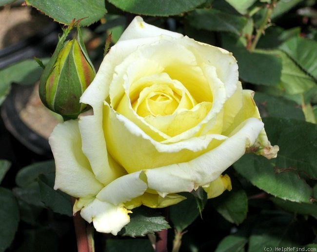 'Sunbright ®' rose photo