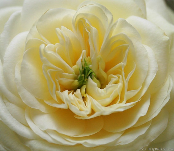 'New Dawn x Amber Queen' rose photo