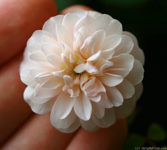'U10-OP-P01-J07' rose photo