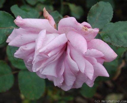 'Jubilejní (hybrid tea, Urban, 1979)' rose, click to enlarge 'Jubilejní (hybrid tea, Urban, 1979)' rose photo