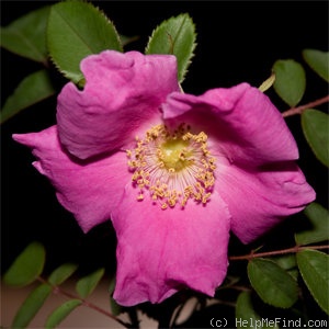 'Doncasterii' rose photo