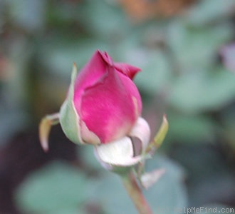 'Alice Hoffmann' rose photo