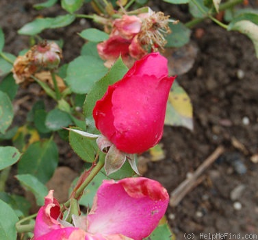 'Obergärtner Wiebicke' rose photo