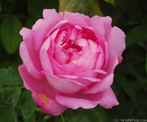 'Comte de Mortemart' rose photo