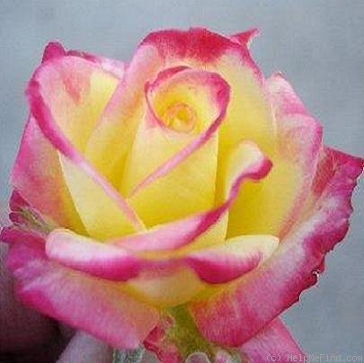 'Abby's Angel' rose photo