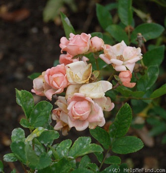 'Marytje Cazant' rose photo