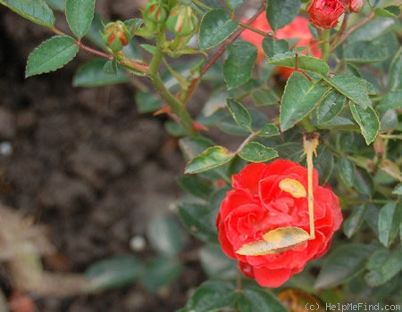 'Lachs' rose photo