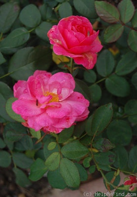 'Queenie' rose photo