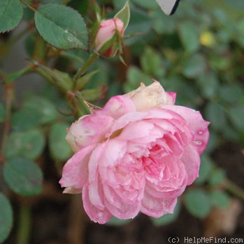 'Rosmarin ® (miniature, Kordes, 1965)' rose photo