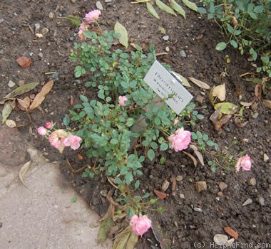 'Rosmarin ® (miniature, Kordes, 1965)' rose photo
