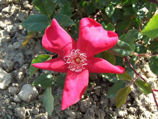 'Jardin de la Rose'  photo
