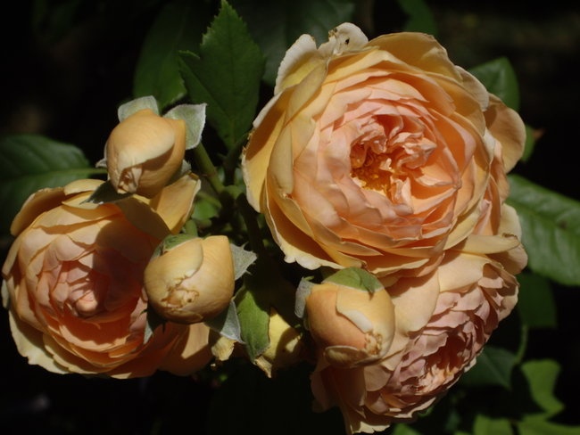 'Kassia's Rose Garden in Framingham, MA'  photo
