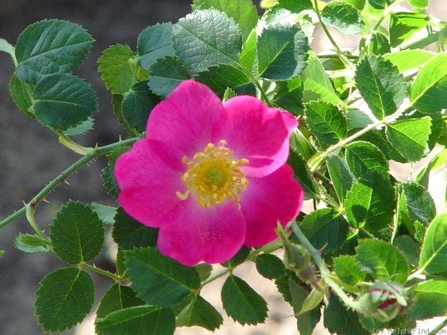 'Green Mantle' rose photo