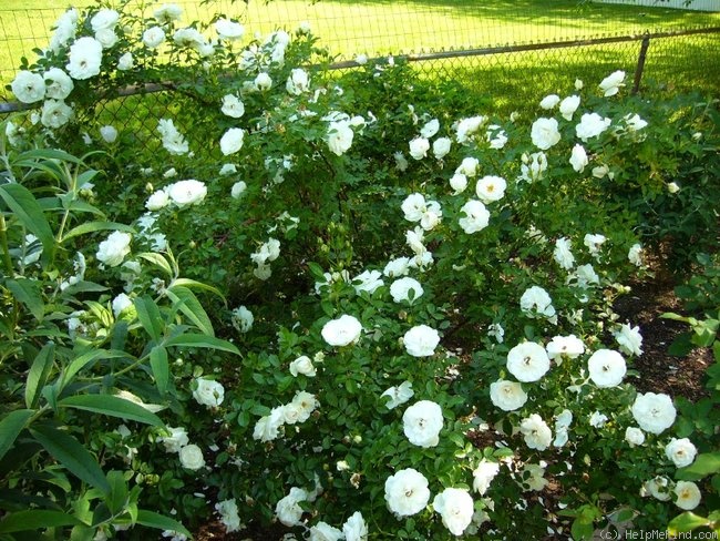 'Sir Thomas Lipton' rose photo