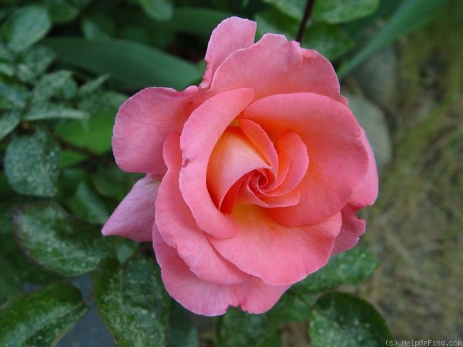 'Paul Shirville' rose photo