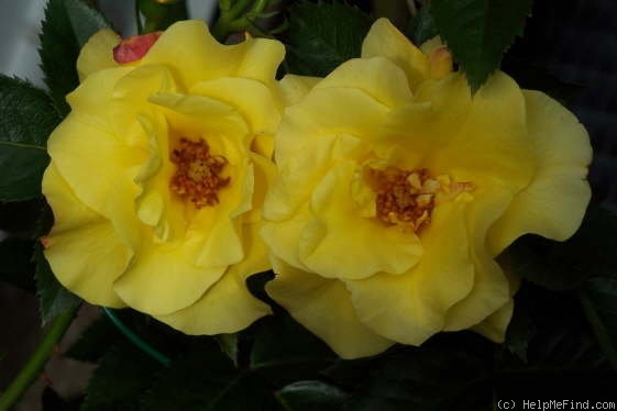 'Goldauge' rose photo