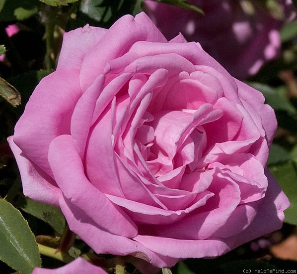 'Hermosa (bourbon, Marchesseau, 1832)' rose photo