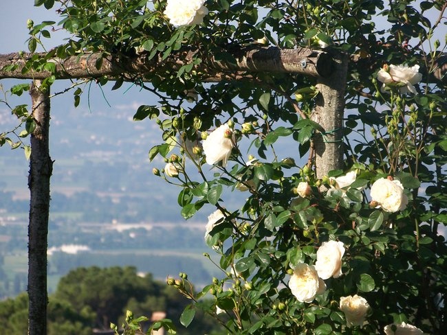 'Le Rose di Piedimonte'  photo