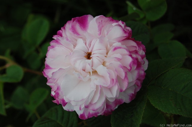 'Léda (damask, Unknown, before 1818)' rose photo