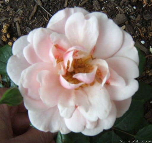 'Kitty's Rose' rose photo