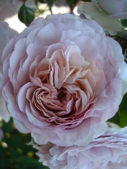 'Florence Delattre ®' rose photo