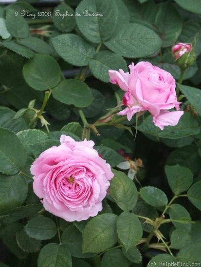 'Sophie de Bavière' rose photo