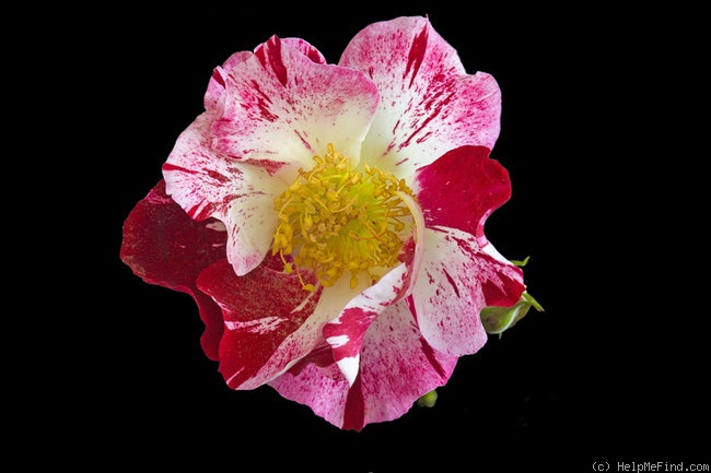 'Fourth of July' rose photo