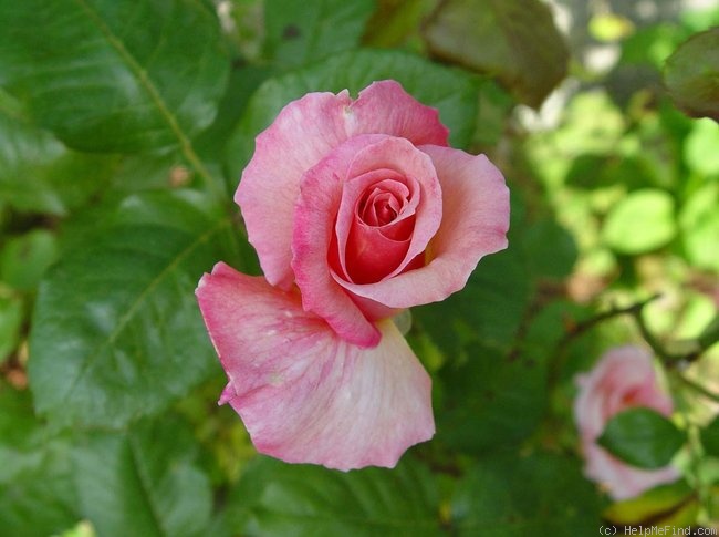 'Peachblow (HT. Coddington before 1938)' rose photo