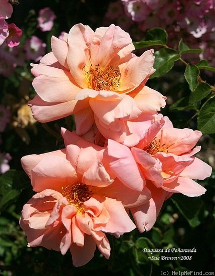'Duquesa de Peñaranda' rose photo