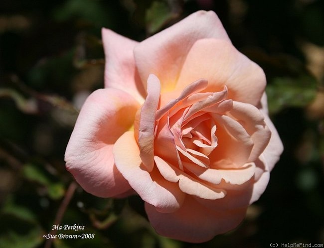 'Ma Perkins' rose photo
