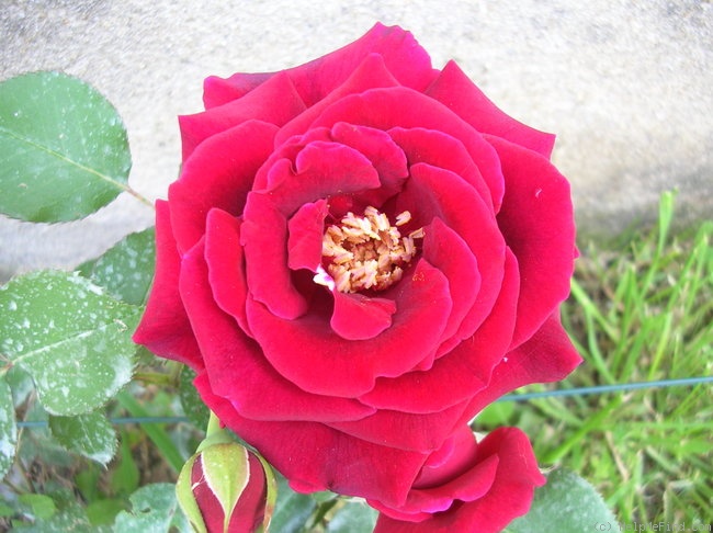 'Guinée' rose photo
