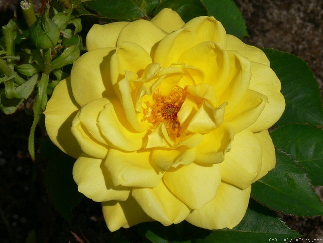 'Bruocsella ®' rose photo