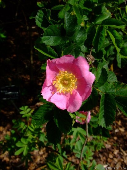 'R. glutinosa' rose photo