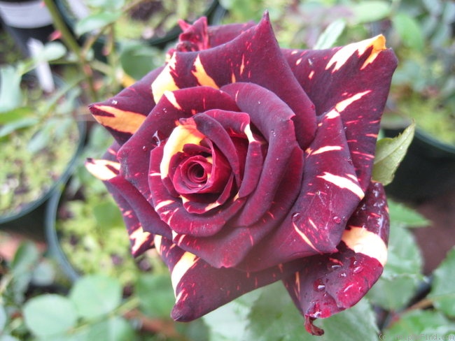 'Memphis Music' rose photo