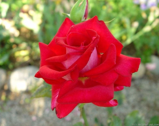 'Christine's Dream' rose photo